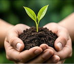 Hands holding a young seedling